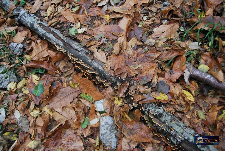 coriolus versicolor.JPG